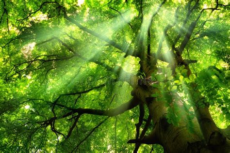 Rays Of Light Falling Through Green Tree Canopy Stock Photo Image Of