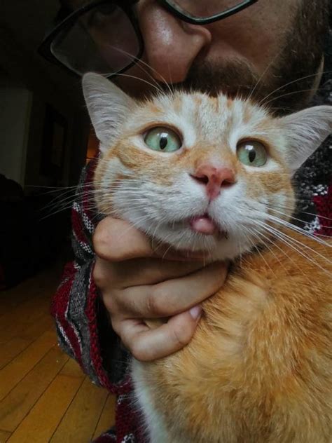 Maybe you would like to learn more about one of these? Stevie, the Cat, Has a Swollen Chin/Lip. What It Is ...