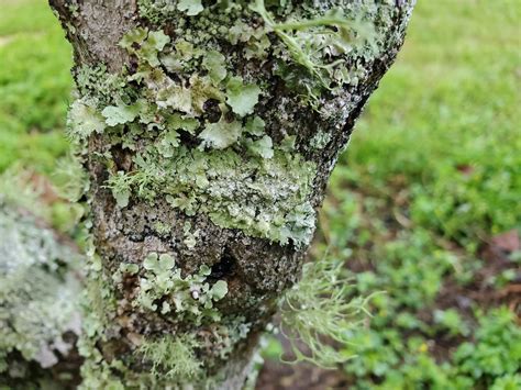 Whats That Stuff Killing My Tree Gardening In The Panhandle