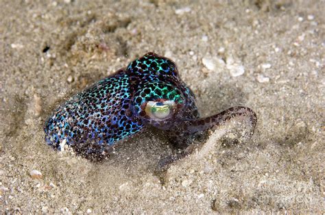 Berrys Bobtail Squid Burying In Sand Photograph By Scubazooscience
