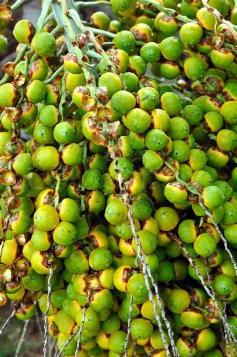 Palm Tree Fruit Neodypsis Stock Image Colourbox