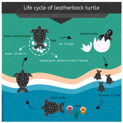 Cycle Life Of Leatherback Turtle It Is The Biggest Turtle In The