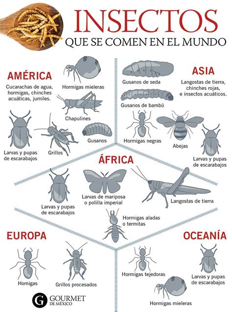 Insectos El Alimento Del Futuro Ya Está Aquí Gourmet De México