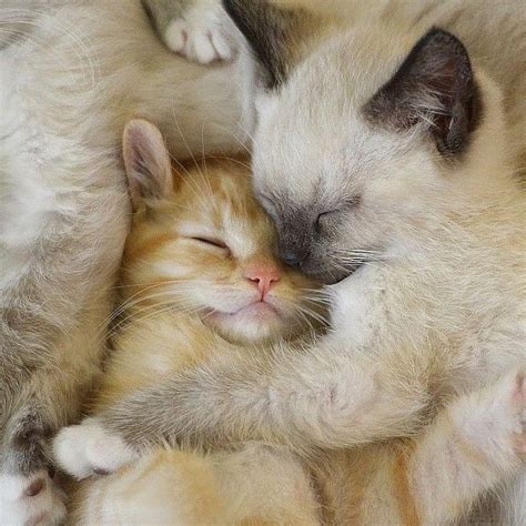 cute kitties hugging each other 😍 kittysensations kittysensations instagram cutekitties