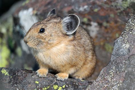 New Evidence Of Two Subspecies Of American Pikas In Rocky Mountain