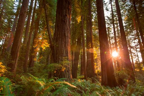 Get Lost Among Californias Giant Redwood Trees Resource
