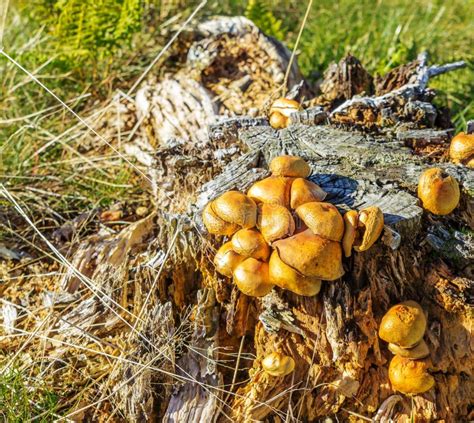 Many Mushrooms Growing On A Tree Stump Stock Photo Image Of Plant