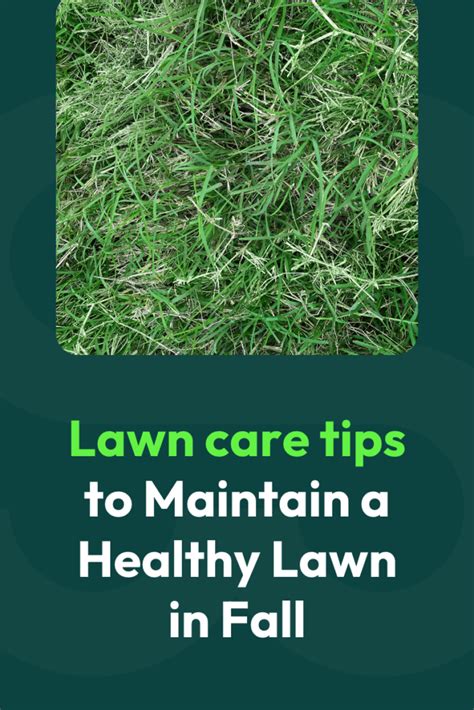 Lawn Care Tips To Maintain A Healthy Lawn In Fall Smart Sod