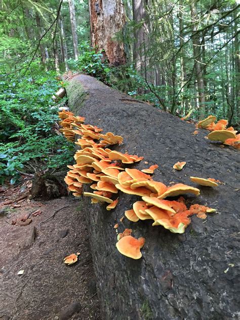 I Finally Found Them Chicken Of The Woods Port Renfrew Vancouver