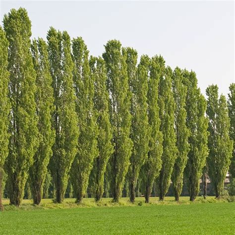 Top 35 Fastest Growing Trees | Fast growing trees, Growing tree, Columnar trees