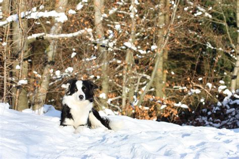 Dog Snow Border Collie Trees Wallpapers Hd Desktop And Mobile Backgrounds