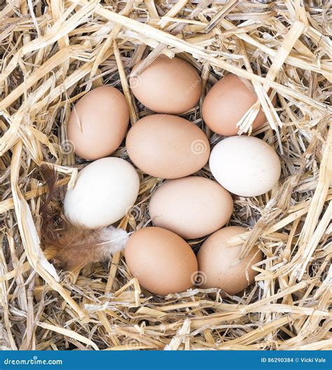 Free Range Chicken Eggs In Nest Stock Photo Image Of Poultry