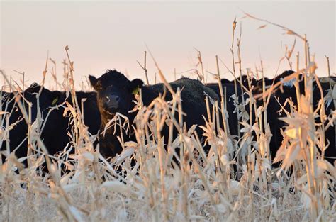 Cattle Making The Most Of Corn Grazing During Cold Manitoba Winter
