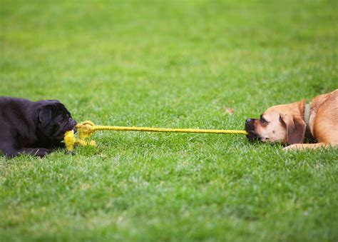 Dog Photography Dogs Playing Tug Of War By Mark Rogers