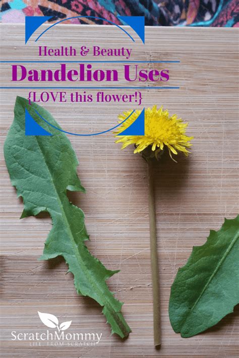 Health And Beauty Dandelion Uses Scratch Mommy
