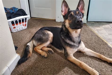 How To Take Care Of An 8 Month Old German Shepherd Anything German