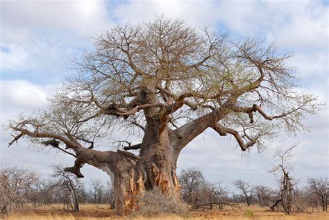 Africas Ancient Baobab Trees Have More Than Uses But Climate