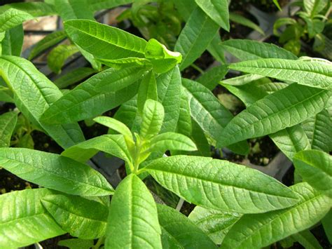 Visit the hirt's gardens store. Verbena, Lemon (aloysia Triphylla/Lippia Citriodora)