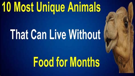10 Most Unique Animals That Can Live Without Food For Months Best Data