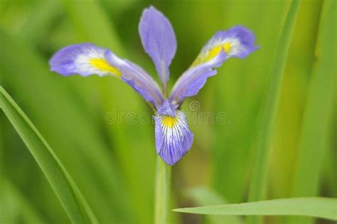 Purple Wild Iris Flower Stock Photo Image Of Color 120052142
