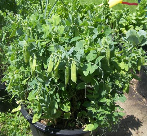 Best Vegetables To Grow In Pots Most Productive