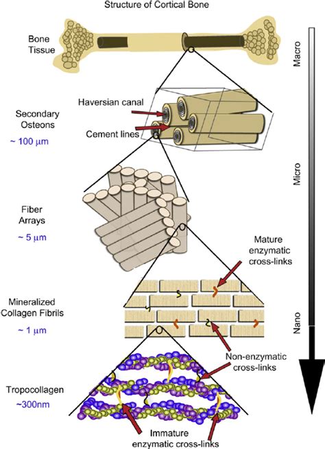 The Structural Hierarchy Of Bone At The Smallest Level At The Scale