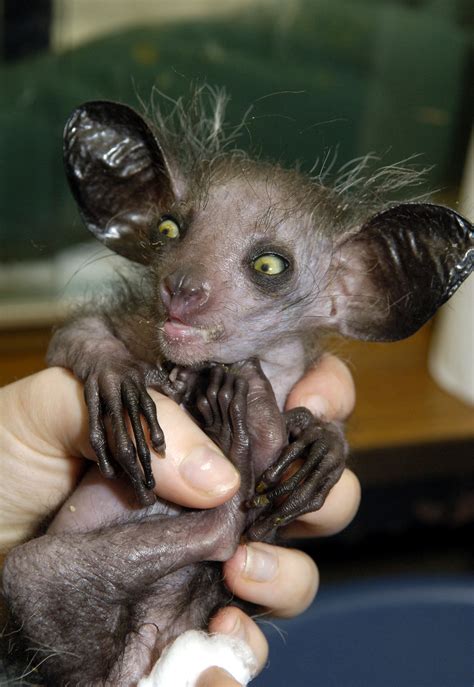 21 Strangest Weirdest Ugliest Creepiest Animals In The World