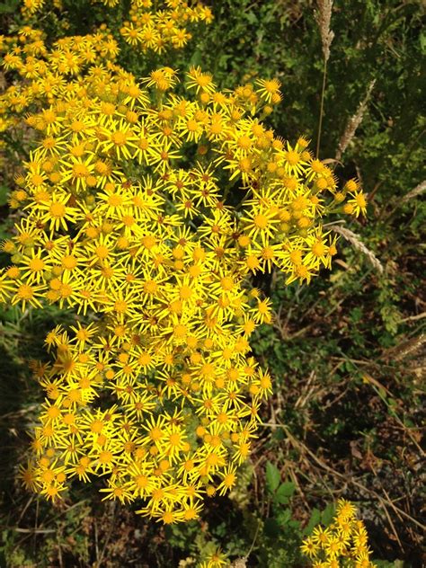 Tansy Ragwort July 2017 Weed Of The Month Noxious Weeds Blog