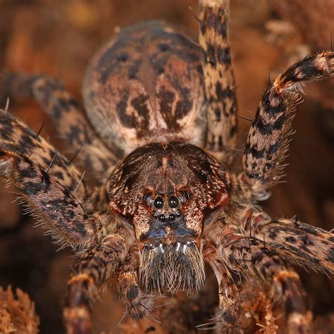 Dark Fishing Spider Dolomedes Tenebrosus Meadowood Srma Flickr