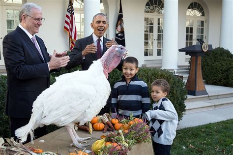 Check spelling or type a new query. A Thanksgiving Tradition - Obama's Turkey Pardon
