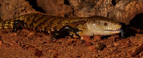 Blue Tongue Skink – Indonesian | Zoo Med Laboratories, Inc.