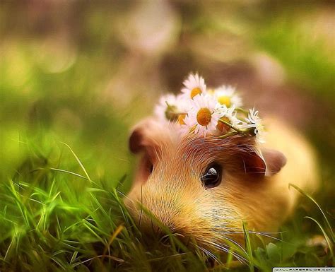 Adorable Hamster Grass Mouse Gerbil Rodent Use Hd Wallpaper