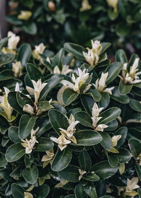 Euonymus Paloma Blanca Burford Garden Co