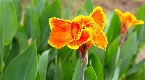Canna Lily Varieties 33 Different Types Of Canna Lilies
