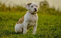 American Bulldogs Facts - Must Read For Potential Owners - The Pet Well