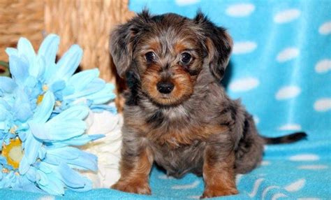 The appearance of dorkie dogs. Shadow | Dorkie Puppy For Sale | Keystone Puppies