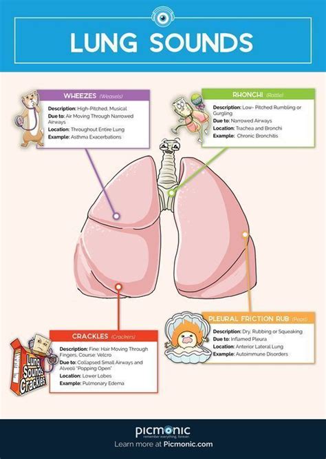 Lung Sounds Nursingschool Nursingstudent Study Image Credits