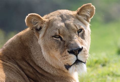 African Lion Woburn Safari Park