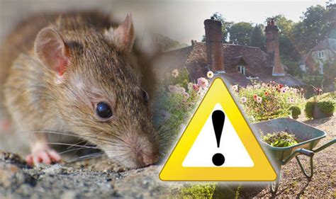 Here are 7 effective ways on how to get rid of rats permanently, how to kill rats, better than any rat trap. How to get rid of rats in the garden for GOOD - and why ...