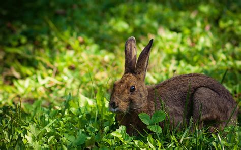 Rabbit repellents should never be consumed or come in contact with bare skin. Homemade Rabbit Repellent - Homemade Rabbit Repellents