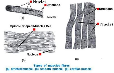 Diagrammatically Show The Difference Between The Three Types Of Muscle Fibres Cbse Master