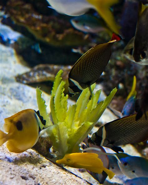 Herbivore Fish Flickr Photo Sharing