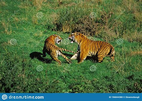 Bengal Tiger Panthera Tigris Tigris Adults Fighting Stock Photo