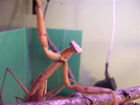 How To Care For A Praying Mantis 4 Steps Instructables