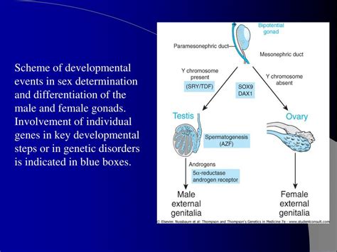 Ppt The Sex Chromosomes And Their Abnormalities Powerpoint