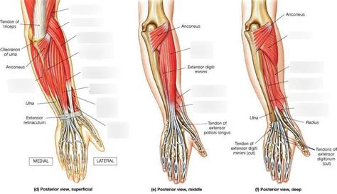 Superficial Muscles Of Forearm By Asklepios Medical Atlas Lupon Gov Ph