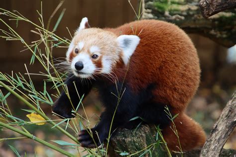 Röd Panda Mindre Däggdjur Gratis Foto På Pixabay