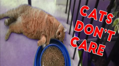 Cats Dont Care Funny Pets Videos Of 2016 Compilation Youtube