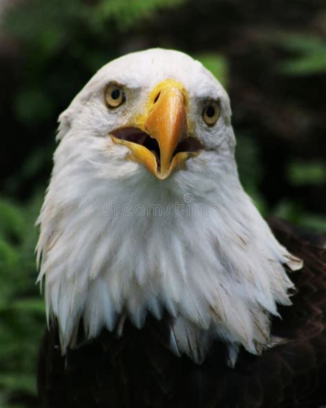 American Bald Eagle Stock Photo Image Of Portrait Bird 75334108