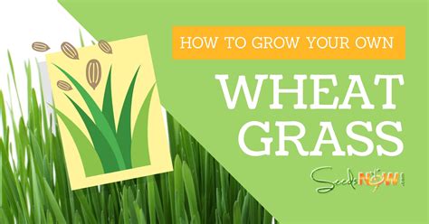 How To Easily Grow Your Own Healthy Wheatgrass At Home Healthy Food